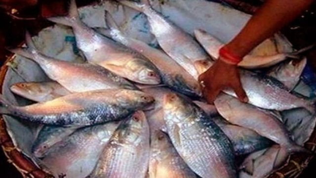 Hilsa Cheaper In West Bengal Than In Bangladesh