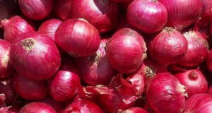 সাড়ে পাঁচ মাস পর হিলি স্থলবন্দর দিয়ে ভারতীয় পেঁয়াজ আমদানি পুনরায় শুরু হয়েছে।