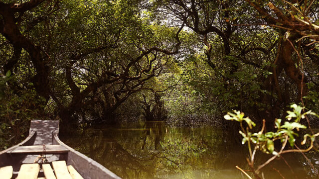Ratargul Swamp Forest