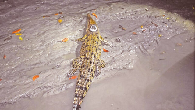 Where Are 5 Crocodiles