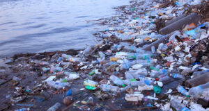 বনভূমি পুনরুদ্ধারে অগ্রগতি, কিন্তু দূষণ, পলিথিনের ব্যবহার থামেনি