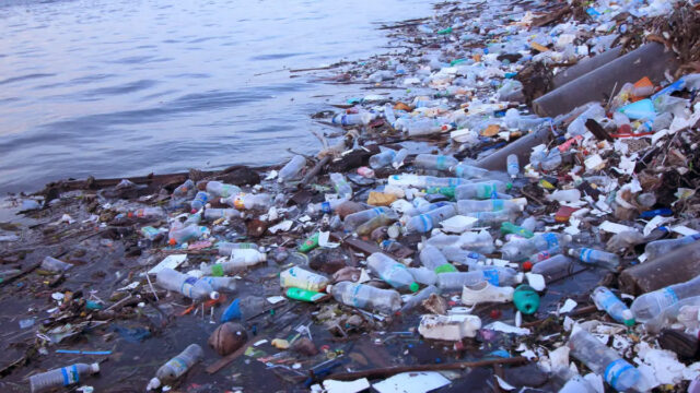 Polythene Use Not Halted