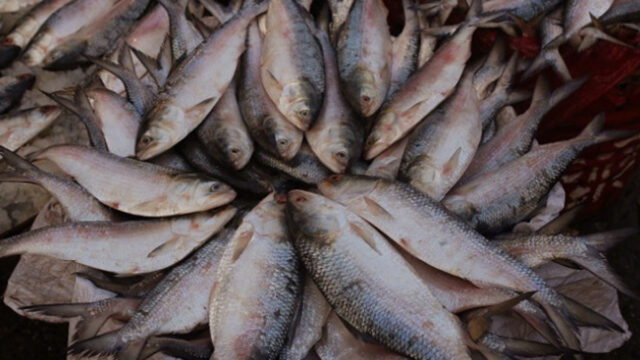 Bangladesh To Export Hilsa To India