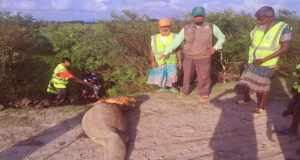 কুয়াকাটা সৈকতে আবারও ভেসে এলো মৃত ইরাবতী ডলফিন