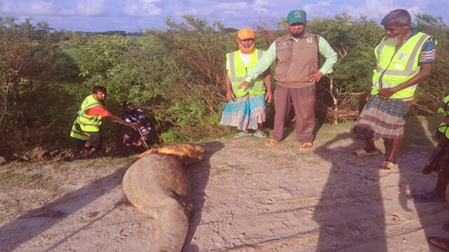 Dead Irrawaddy Dolphin
