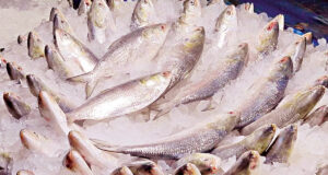 ইলিশের মৌসুম শেষের দিকে, তবুও দাম এখনও নাগালের বাইরে