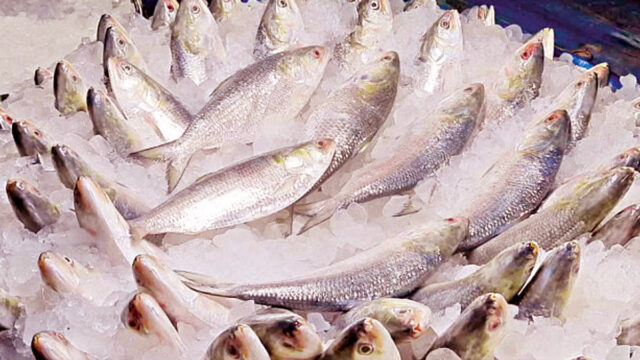 Hilsa Season Nearing Its End