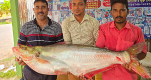 পদ্মার ধাই মাছ ৪৬,০০০ টাকায় বিক্রি
