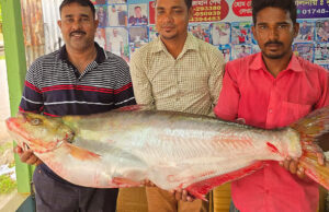 পদ্মার ধাই মাছ ৪৬,০০০ টাকায় বিক্রি