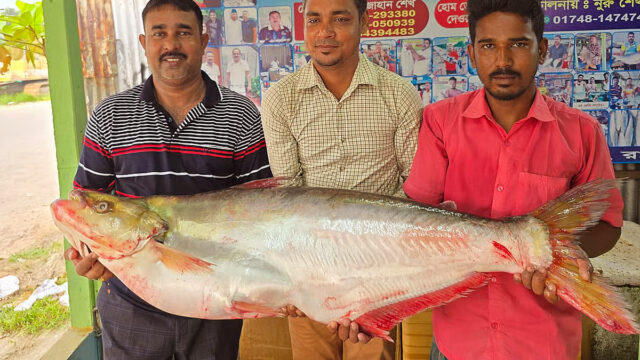 Padma's Dhai Fish Sold