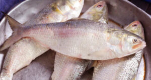 ইলিশ: আকারের উপর ভিত্তি করে খুচরা মূল্য নির্ধারণের সুপারিশ করেছে ট্যারিফ কমিশন