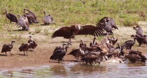 ঝুঁকিতে শকুন: নিরাপদ খাদ্য কীভাবে একটি প্রজাতিকে বাঁচাতে পারে