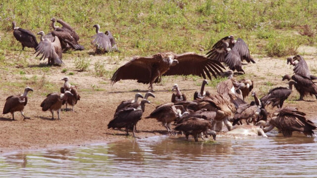 Vultures At Risk