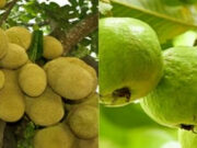 বাংলাদেশ থেকে কাঁঠাল ও পেয়ারা আমদানি করতে চায় চীন: রাষ্ট্রদূত