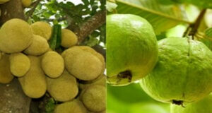 বাংলাদেশ থেকে কাঁঠাল ও পেয়ারা আমদানি করতে চায় চীন: রাষ্ট্রদূত