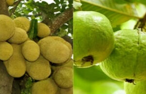 বাংলাদেশ থেকে কাঁঠাল ও পেয়ারা আমদানি করতে চায় চীন: রাষ্ট্রদূত