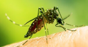 ডেঙ্গুতে আরও ৫ জনের মৃত্যু; ২৪ ঘন্টায় ৮৪১ জন হাসপাতালে ভর্তি