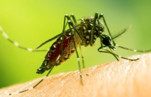 ডেঙ্গুতে আরও ৫ জনের মৃত্যু; ২৪ ঘন্টায় ৮৪১ জন হাসপাতালে ভর্তি