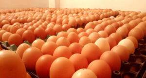 ডিমের দাম প্রতি ডজনে ১০ টাকা বেড়েছে