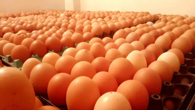 Egg Prices Rise