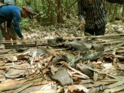 মাংসের জন্য হাতি শিকার: সাঙ্গু-মাতামুহুরী বনে পাওয়া গেছে প্রমাণ