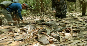 মাংসের জন্য হাতি শিকার: সাঙ্গু-মাতামুহুরী বনে পাওয়া গেছে প্রমাণ