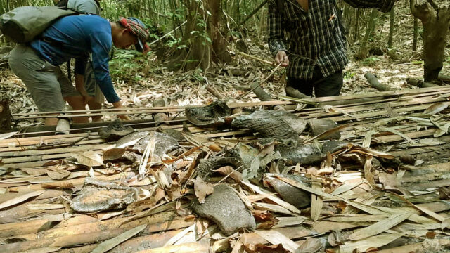 Elephants Hunted For Meat