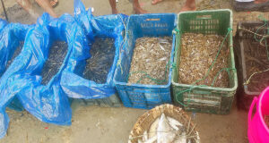 ধানক্ষেত থেকে মাছ সংগ্রহ করে প্রতিদিন ১ কোটি টাকা আয়