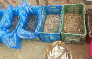 āϧāĻžāύāĻā§āώā§āϤ āĻĨā§āĻā§ āĻŽāĻžāĻ āϏāĻāĻā§āϰāĻš āĻāϰ⧠āĻĒā§āϰāϤāĻŋāĻĻāĻŋāύ ā§§ āĻā§āĻāĻŋ āĻāĻžāĻāĻž āĻāϝāĻŧ