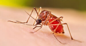 একদিনে ডেঙ্গুতে ১০ জনের মৃত্যু: স্বাস্থ্য অধিদপ্তর