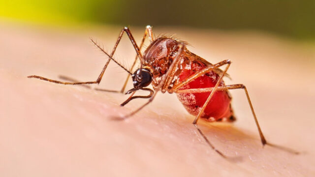 10 People Die From Dengue