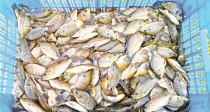 মৎস্য উৎপাদনে কুমিল্লা দেশের দ্বিতীয় স্থানে