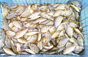 āĻŽā§āϏā§āϝ āĻā§āĻĒāĻžāĻĻāύ⧠āĻā§āĻŽāĻŋāϞā§āϞāĻž āĻĻā§āĻļā§āϰ āĻĻā§āĻŦāĻŋāϤā§āϝāĻŧ āϏā§āĻĨāĻžāύā§