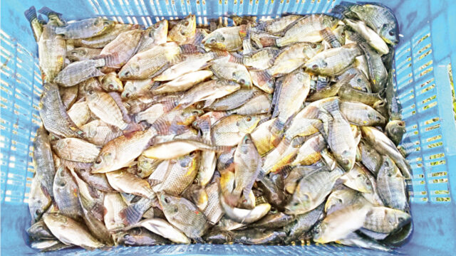 Fish Production